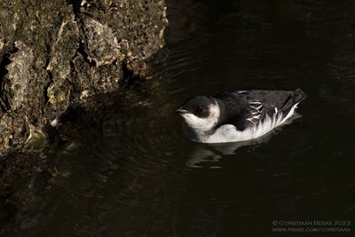 Kleine Alk / Little Auk