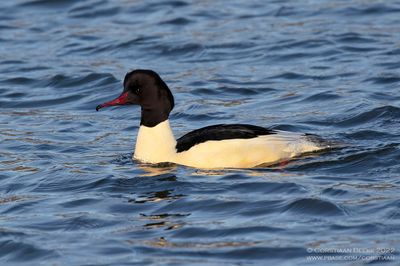 Grote Zaagbek / Common Merganser