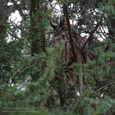 Ransuil / Long-eared Owl