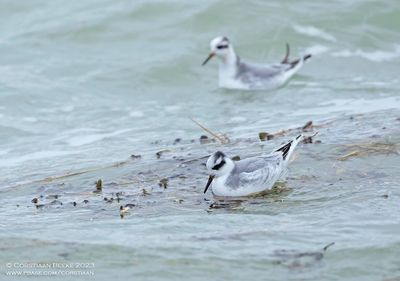 Rosse Franjepoten / Grey Phalaropes