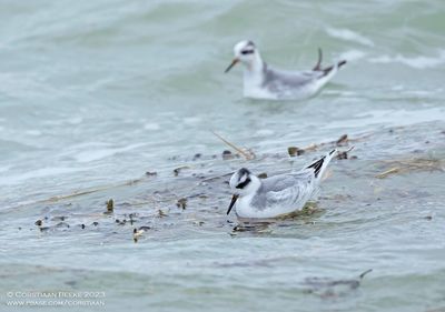 Rosse Franjepoten / Grey Phalaropes