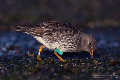 Paarse Strandloper / Purple Sandpiper