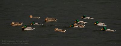 Wilde Eenden / Mallards