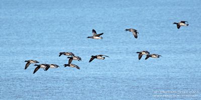 Witbuikrotganzen / Pale-bellied Brent Geese