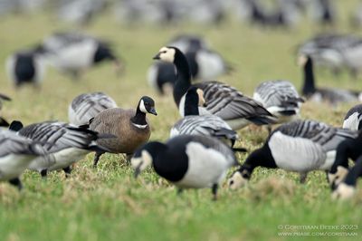 Cackling Goose