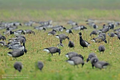 Zwarte Rotgans / Black Brant