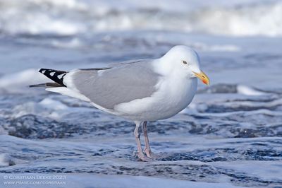 Pontische Meeuw / Caspian Gull