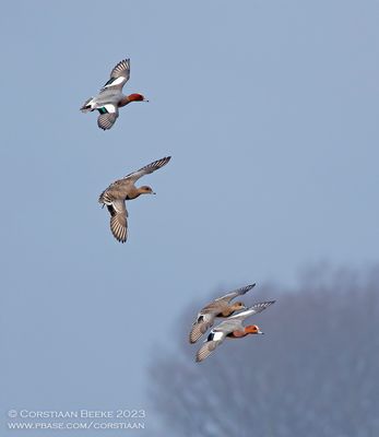 Smienten / Eurasian Wigeons