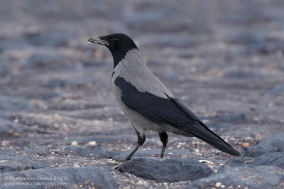 Hooded Crow