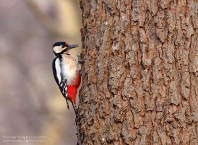 Great Spotted Woodpecker