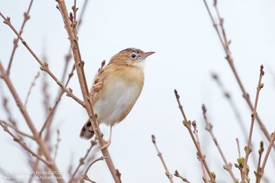 Graszanger / Zitting Cisticola