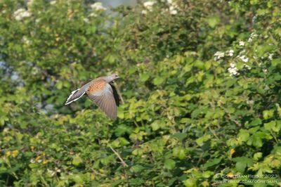 Zomertortel / Turtle Dove