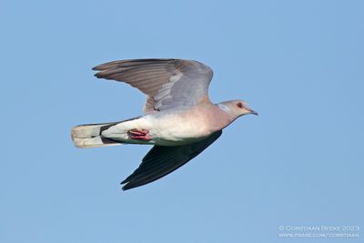 Zomertortel / Turtle Dove