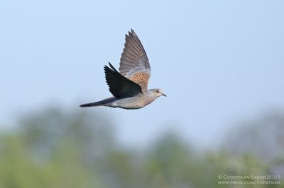 Zomertortel / Turtle Dove