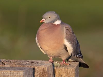 Houtduif / Wood Pigeon