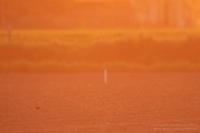 Morinelplevier / Dotterel