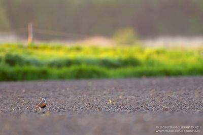 Morinelplevier / Dotterel