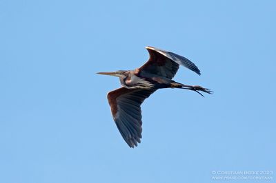 Purperreiger / Purple Heron