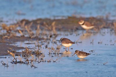 Broad-billed Sandpiper