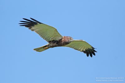 Bruine Kiekendief / Marsh Harrier