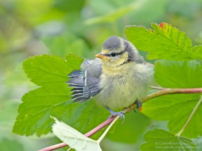 Pimpelmees / Blue Tit