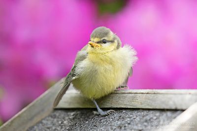 Pimpelmees / Blue Tit