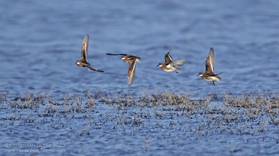 Grauwe Franjepoot / Red-necked Phalarope