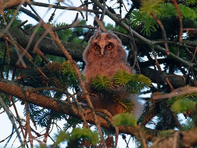 Ransuil / Long-eared Owl
