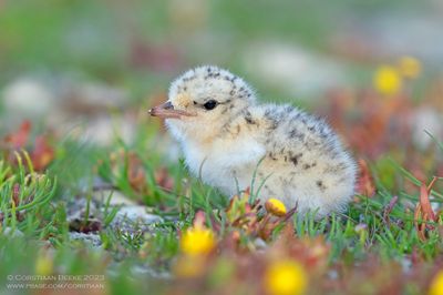 Dwergstern / Little Tern