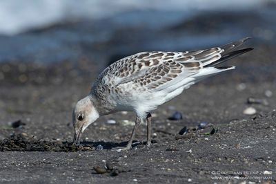 Zwartkopmeeuw / Mediterranean Gull