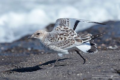 Zwartkopmeeuw / Mediterranean Gull