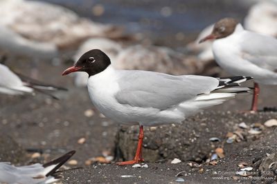 Zwartkopmeeuw x Kokmeeuw / Mediterranean Gull x Black-headed Gull