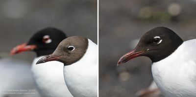 Zwartkopmeeuw / Med. Gull - Kokmeeuw / Black-headed Gull - Zwartkopmeeuw x Kokmeeuw / Med. Gull x Black-headed Gull
