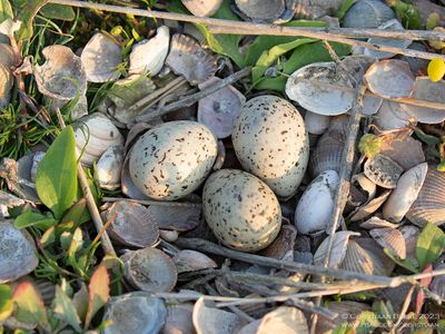 nest Dwergstern / nest Little Tern