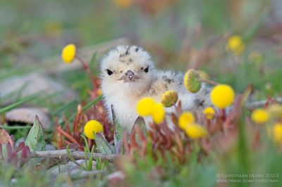 Dwergstern / Little Tern