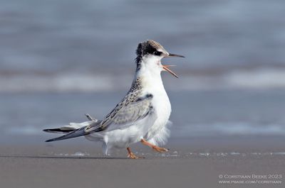 Dwergstern / Little Tern