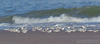 Dwergsterns / Little Terns