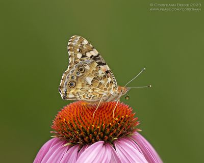 Distelvlinder / Painted Lady