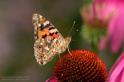 Distelvlinder / Painted Lady