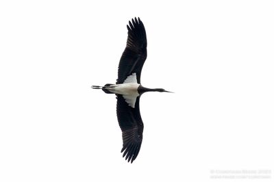 Zwarte Ooeivaar / Black Stork