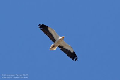 Aasgier / Egyptian Vulture