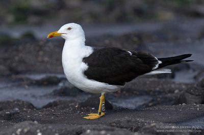 Baltic Gull