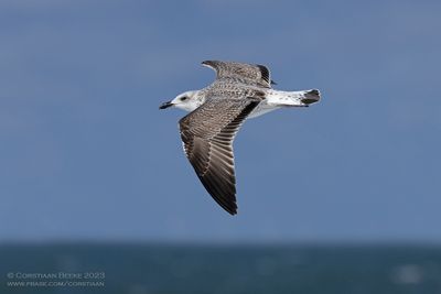 Yellow-legged Gull