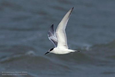 Sandwich Tern