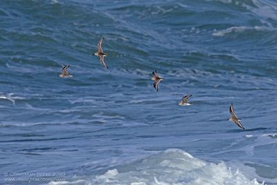 Bonte Strandlopers / Dunlins