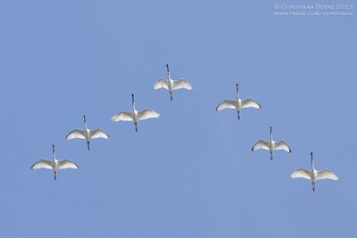 Lepelaars / Spoonbills
