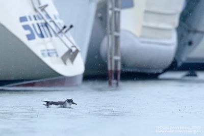 Noordse Pijlstormvogel / Manx Shearwater