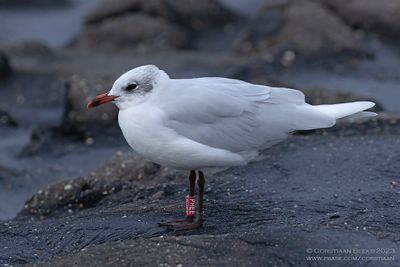Mediterranean Gull