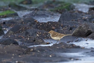 Waterpieper / Water Pipit