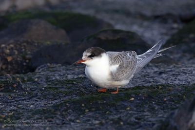 Noordse Stern / Arctic Tern